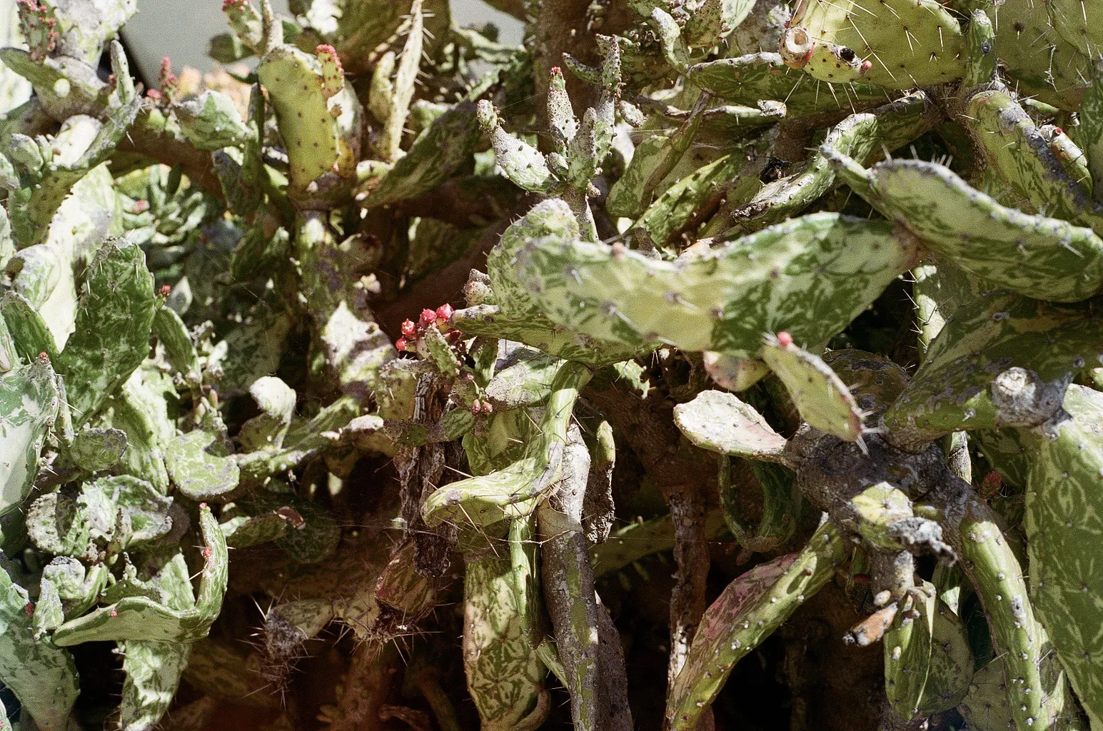 Close-up of speckled green leaves